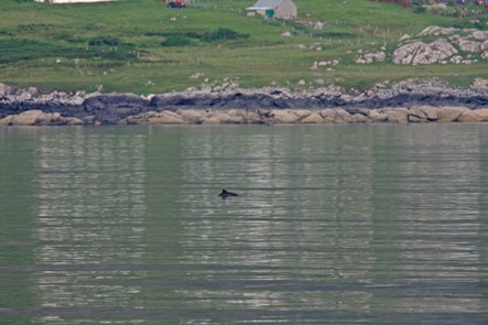 The west coast of Scotland is one of the most important habitats for harbour porpoises in Europe. 